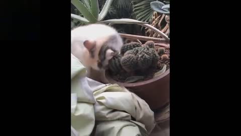 Cute and Funny Pets