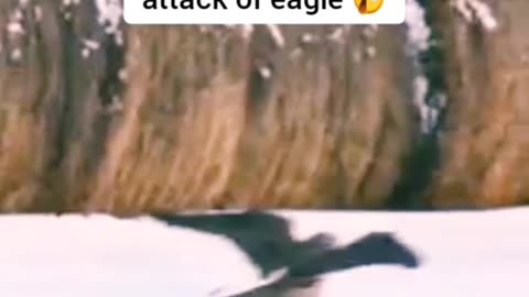 Eagle attack