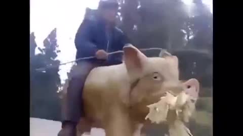 Just riding the pig to town