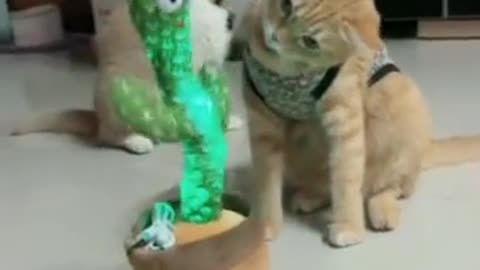 The cat dance with the dancing cactus