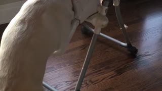 White dog eating food from baby seat