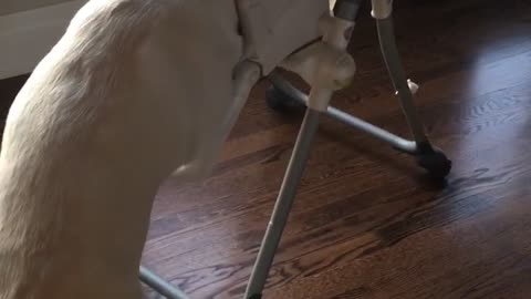 White dog eating food from baby seat