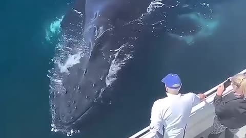 Huge whale