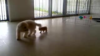 Toy Poodle and Teacup puppies play together