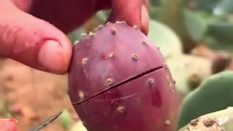 Cutting fresh Cactus fruit #farming #harvesting