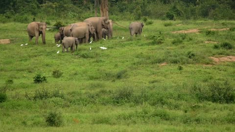 Exclusive Baby Elephant Highlights | Discover the Cutest Baby Elephant Clips