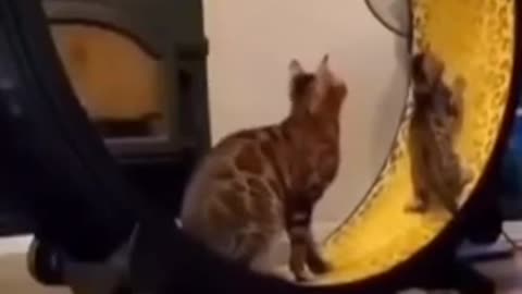 Funny cats video