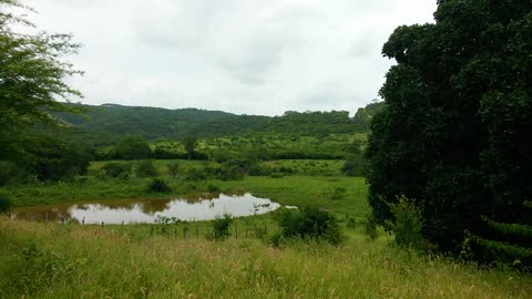 Caatinga