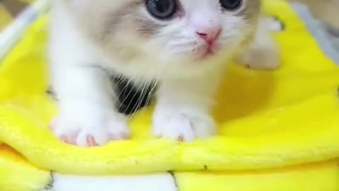 cute kitten😻