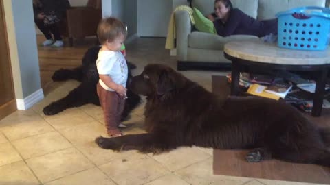 Try Not To Laugh Too Hard When You See This Toddler's Reaction After Kissing His Dog
