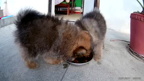 #Dog# Pomeranian puppies eating food cute funny videos