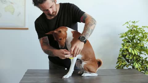 Hipster millennial pet owner measures his basenji breed dog