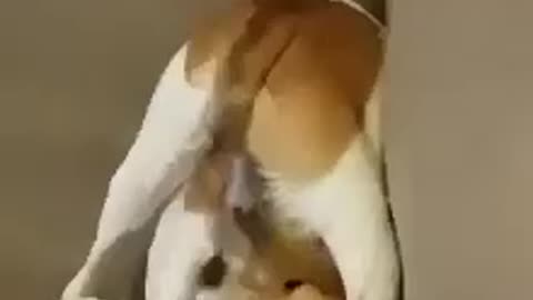 Doggy try to catch its tail
