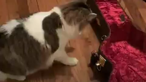 Curious Cat Inspects Guitar Case