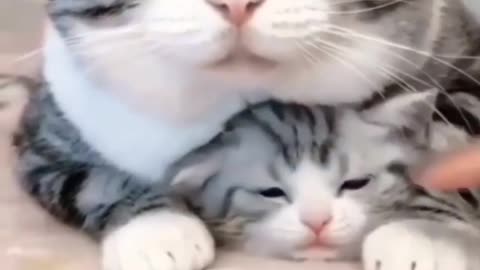 MOM 🐈 Loves Bestest Love in the World 🌍 🐈