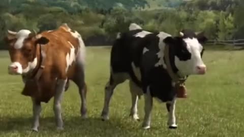 Crazy Cow Dance And Chicken Song 10 - Amazing Animals.mp4