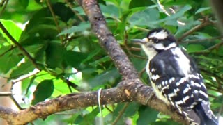 Downy Woodpecker