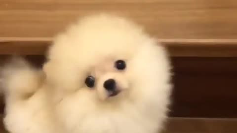 Cute Little Pomeranian Climbs The Stairs