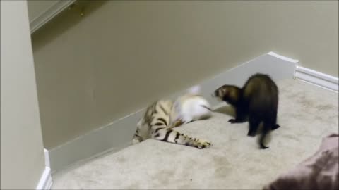 Snow bengal cat plays with ferrets