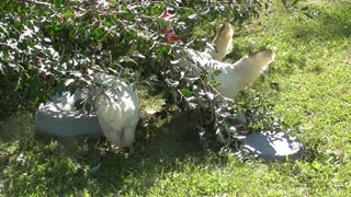 297 Toussaint Wildlife - Oak Harbor Ohio - Feasting On Autumn Berries