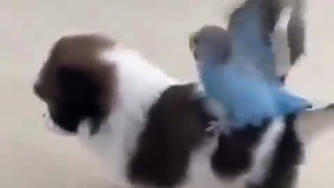 Parrot is a Best Friend Of Puppy