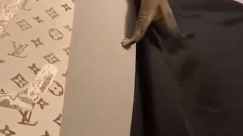 Cat climbs on the curtain and keep trying to get at top.