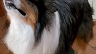 Dog Balances Glasses while Skateboarding