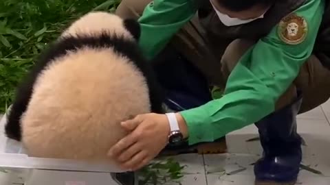 Cute Baby Pandas Playing Compilation - TRY NOT TO LAUGH by nature beauty!