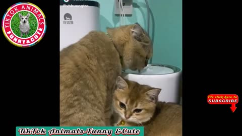 TikTok Animals-Funny and Cute -Cat Video #23|| TikTok Animals-Funny and Cute Channel.