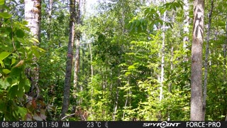 Trail Cam Aug 5 - Aug 12, 2023