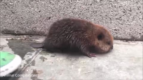 Eager Baby Beavers Eating Timber - CUTEST Compilation Video