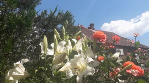 House in flowers