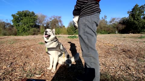 Siberian Husky Reacts To Electric Training Collar | Will It Stop Digging??