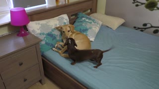 Dog refuses to share bed with dachshund