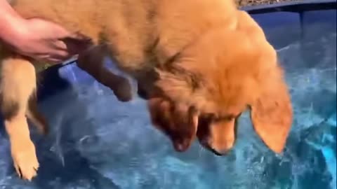 Funniest Golden Retriever Puppies Part.KpfHja