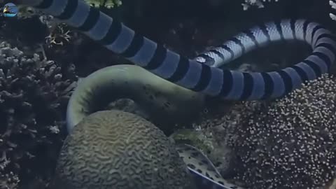 Epic Battle: Moray Eel vs Sea Snake