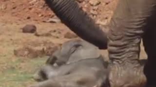 elephant throws baby around