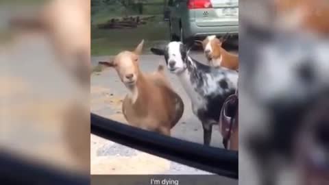 Funny animals Videos That Will Make You Laugh 🤣
