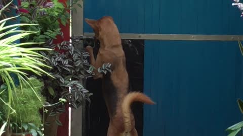 dog unlocks gate by himself #dogs