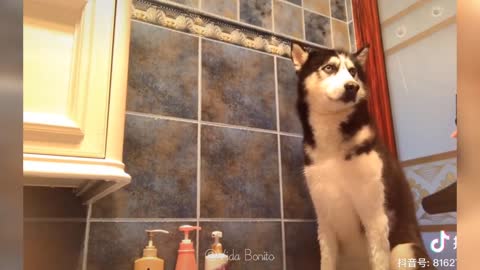 Cute cats and dogs doing funny things #1