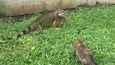 Cat vs Iguana Costa Rica