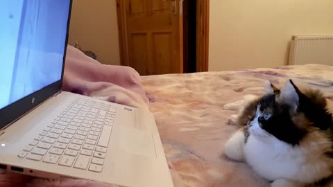 Cat watching suicidal pigeon on YouTube