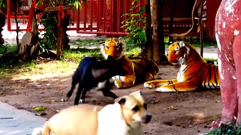 Fake Tiger Vs Dog and its a PRANK