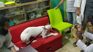 Descent Dog with his best friends at the pet hospital