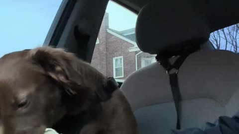 My puppy having Dunkin Donuts for the FIRST TIME