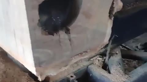 Anteater Lodged In Log
