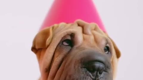 WRINKLED DOG IS CONFUSED! VIRAL DOG!