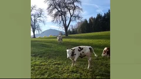 Cute cows running on the field -Too adorable-