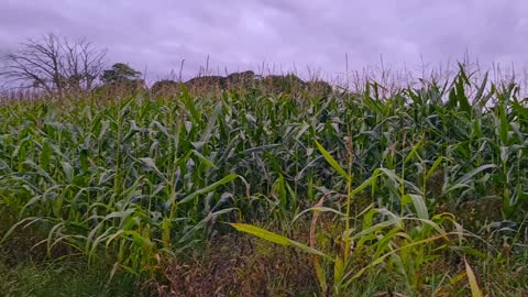 The field of corn