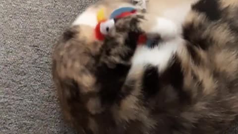 A funny cat playing